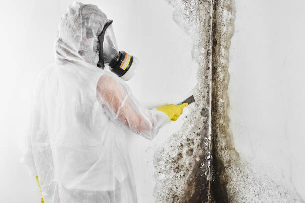 Best Attic Mold Remediation in Benton, IL
