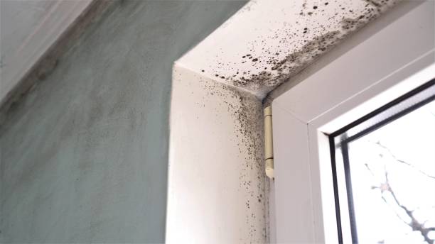 Best Residential Mold Remediation in Benton, IL