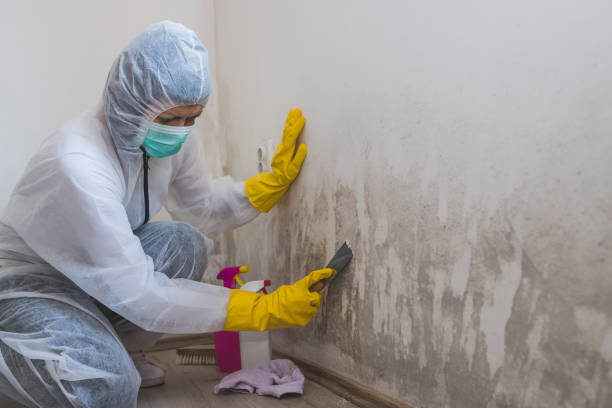 Best Black Mold Remediation in Benton, IL