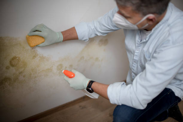 Best Kitchen Mold Remediation in Benton, IL