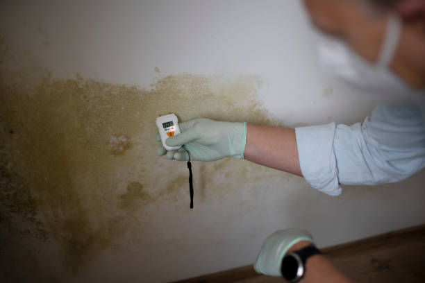 Best White Mold Remediation in Benton, IL