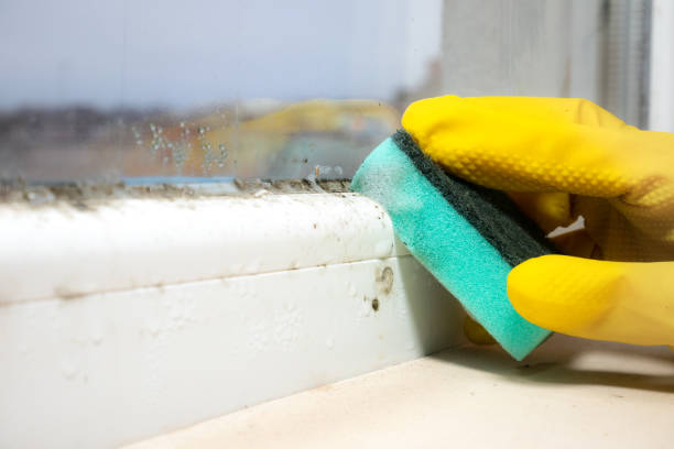 Best Emergency Mold Remediation in Benton, IL