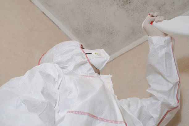 Professional Mold Remediation in Benton, IL