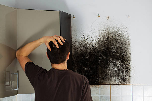 Best Residential Mold Remediation in Benton, IL