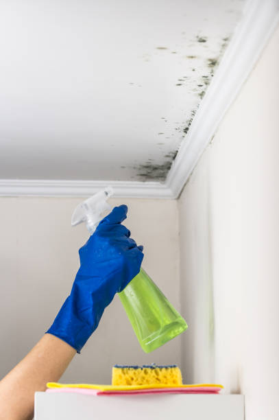 Best Industrial Mold Remediation in Benton, IL