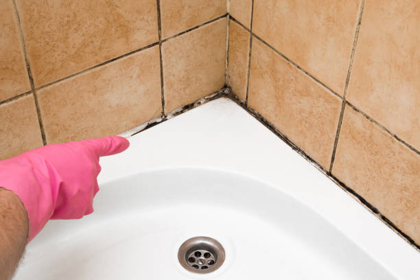 Best DIY Mold Remediation Support Services in Benton, IL